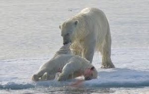 अपने ही बच्‍चों को मारकर खा रहे हैं Polar Bear