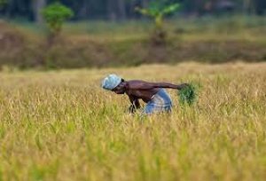 Chhattisgarh के किसानों के लिए जल्द हो सकता है, एक बड़ी योजना का ऐलान