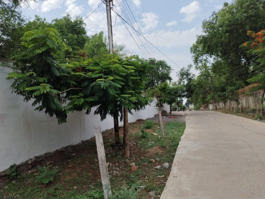 निर्मल त्रिवेणी महाअभियान : जनभागीदारी से साकार होता हरियाली और सेवा का सपना