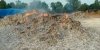 कांकेर : नक्सलियों ने तेंदूपत्ता के हजार से ज्यादा बोरियों में आग लगा दी, अब सिर्फ राख ही बचा