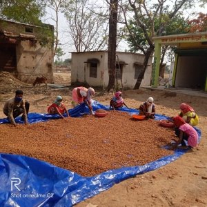 बड़ी खबर : छत्तीसगढ़ में लाख की खेती को मिलेगा कृषि का दर्जा, CM भूपेश बघेल ने दी सहमति