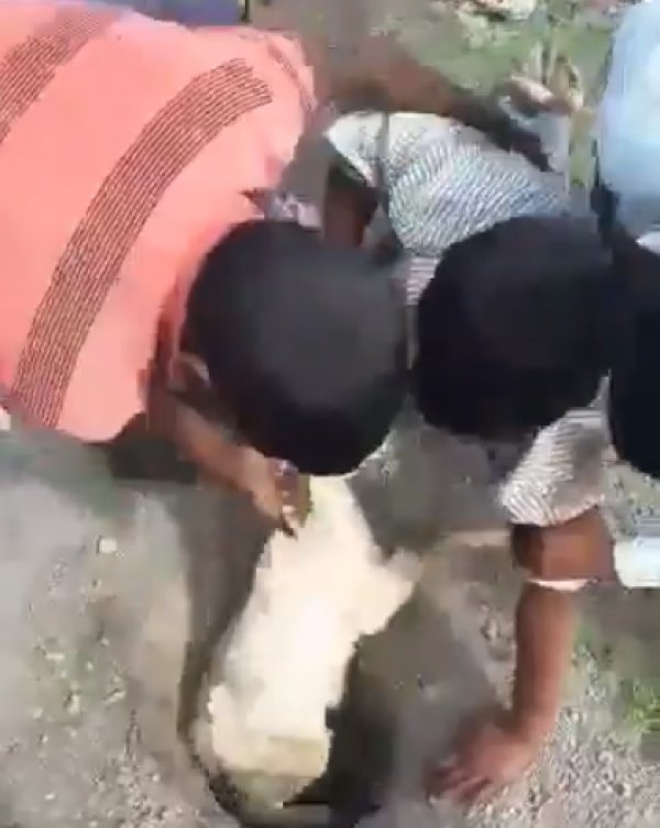 इस युवक ने अपनी जान जोख़िम में डालकर बकरी को बचाया : वीडियो हुआ वायरल