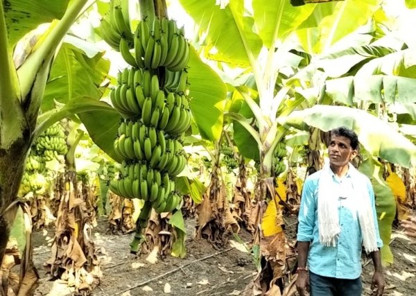 राष्ट्रीय बागवानी मिशन से मिल रही अनुदानः खैरागढ़ में केला खेती से किसानों की आय में वृद्धि