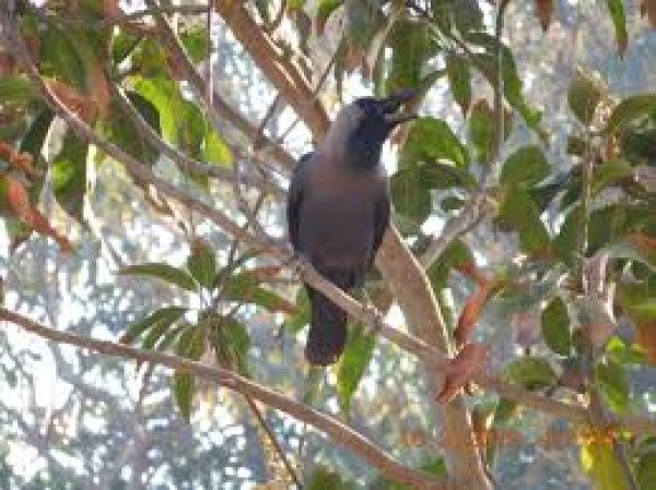 बस्तर और दंतेवाड़ा में बर्डफ्लू से दो कौआ और एक कबूतर के मृत होने की पुष्टि